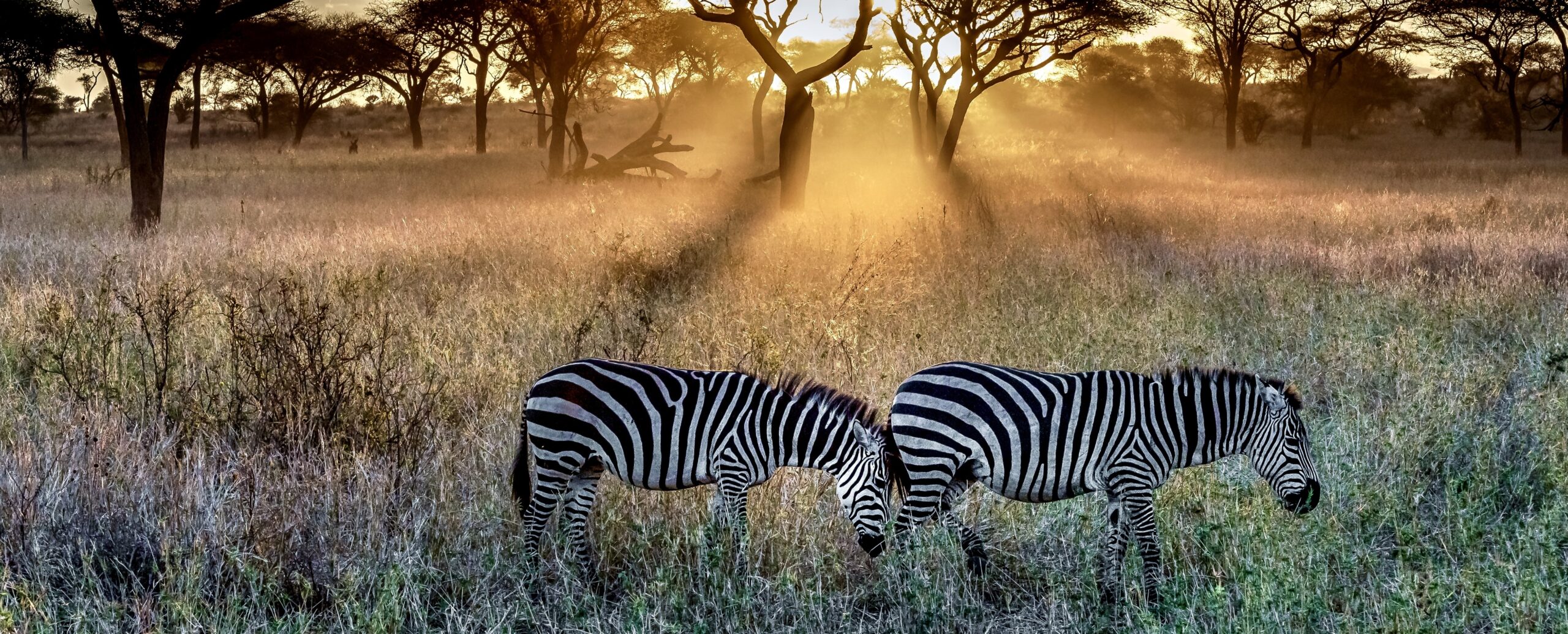 Field covered in the grass and trees surrounded by zebras under the sunlight during the sunset