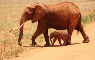 Discover Maasai Mara