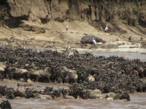 Great Wildebeest Migration Kenya