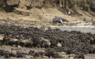 Great Wildebeest Migration Kenya