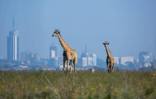 Little Known Things About Kenya