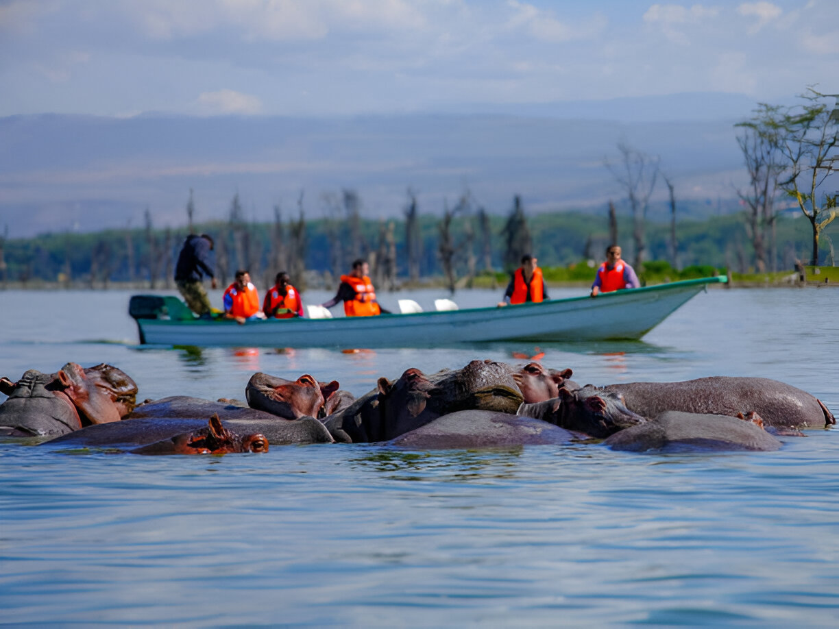 Hippos and a boat in lake Naivasha