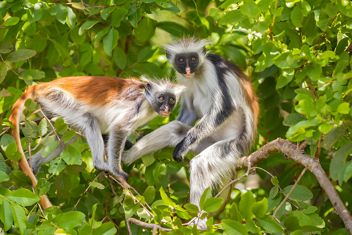 rwenzori-hike-gorillas-and-chimpanzee-tracking