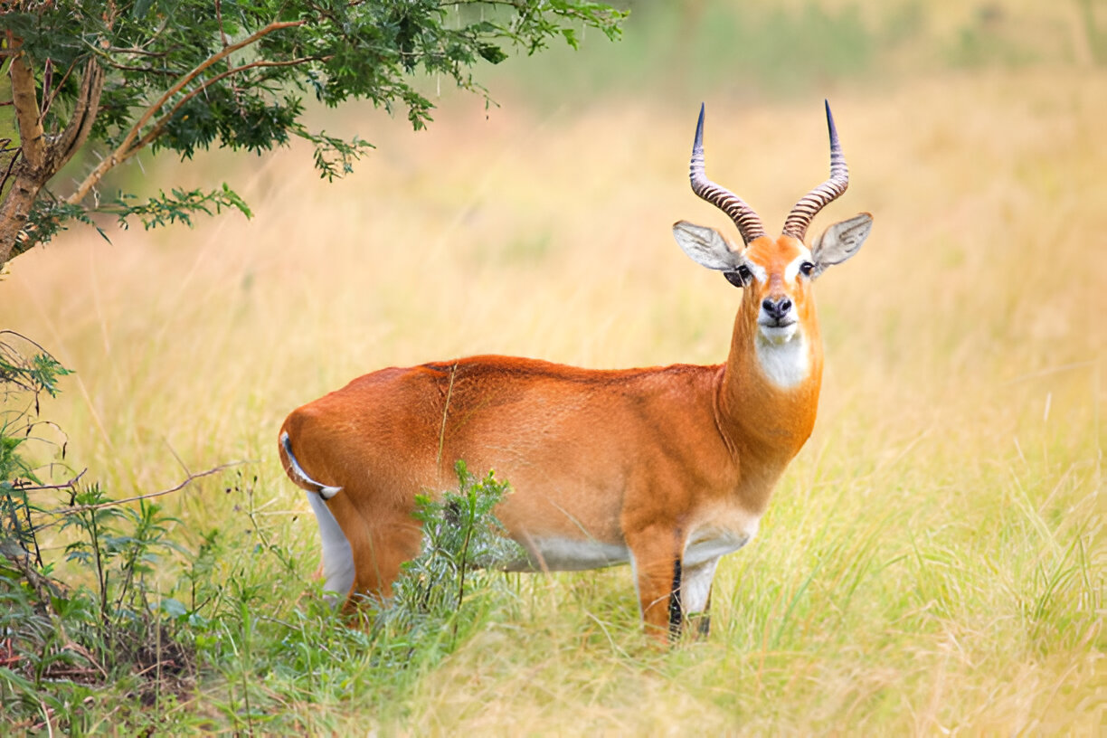 ultimate-wildlife-safari4