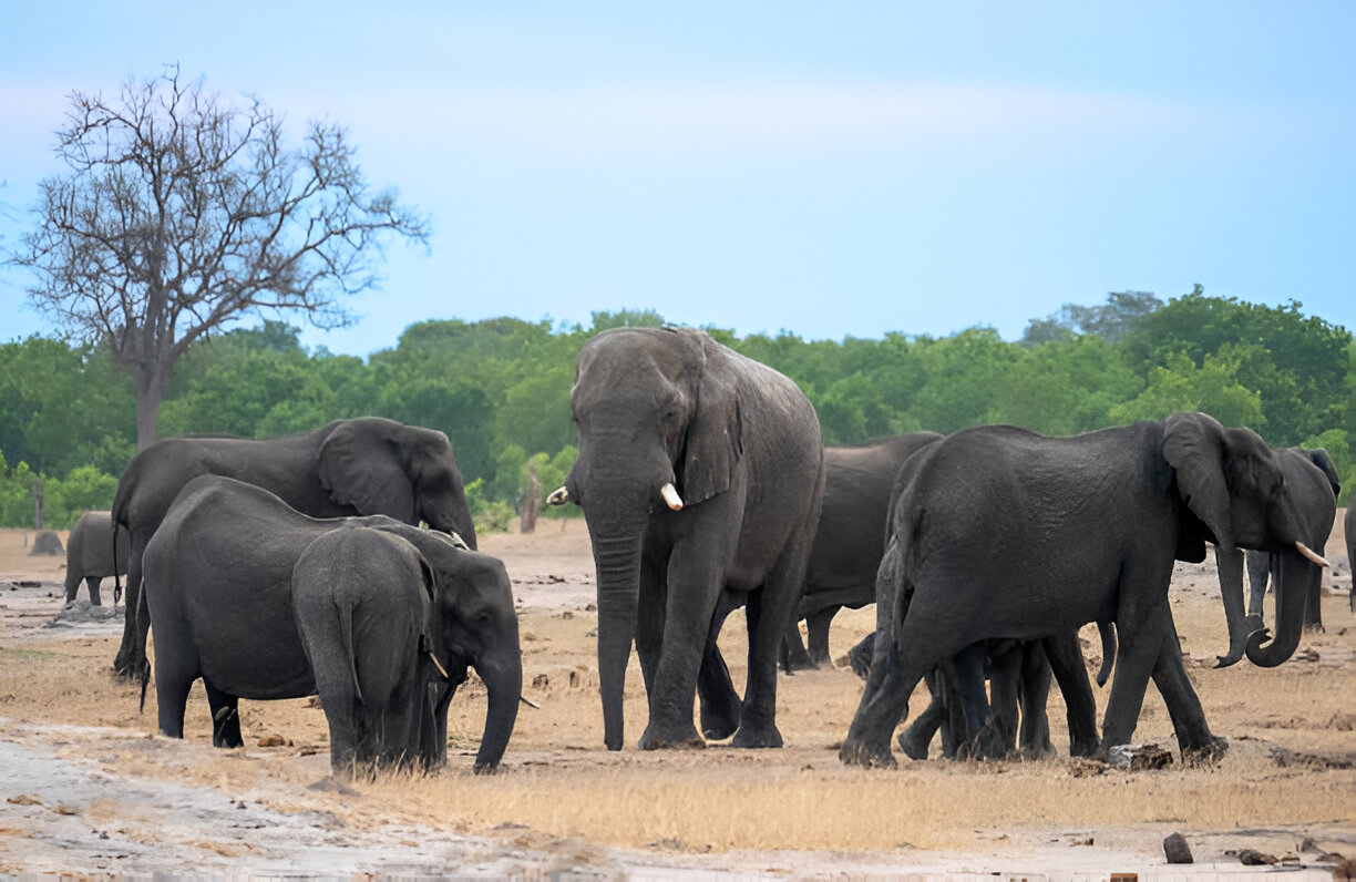 hwange hwange