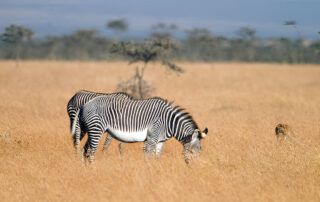 Amazing Facts About Kenya
