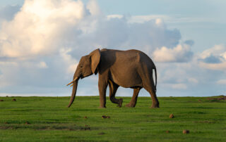 Kenya Safari Cost 2026