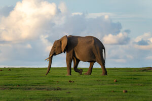 How long is an African elephant pregnant