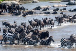 wildebeest migration Kenya