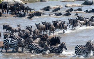 wildebeest migration Kenya