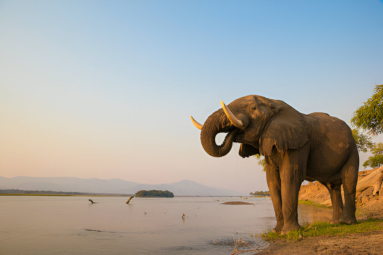 Zimbabwe Luxury Safari